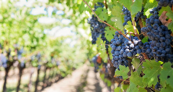 The Real Estate Grape Vine